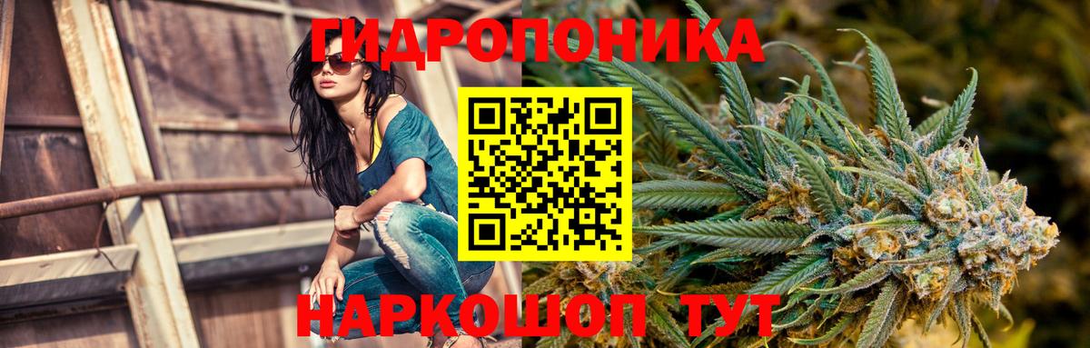 Канабис семена Алейск